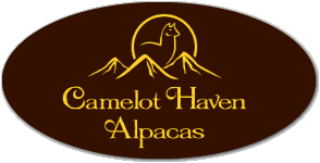 Camelot Haven Alpacas